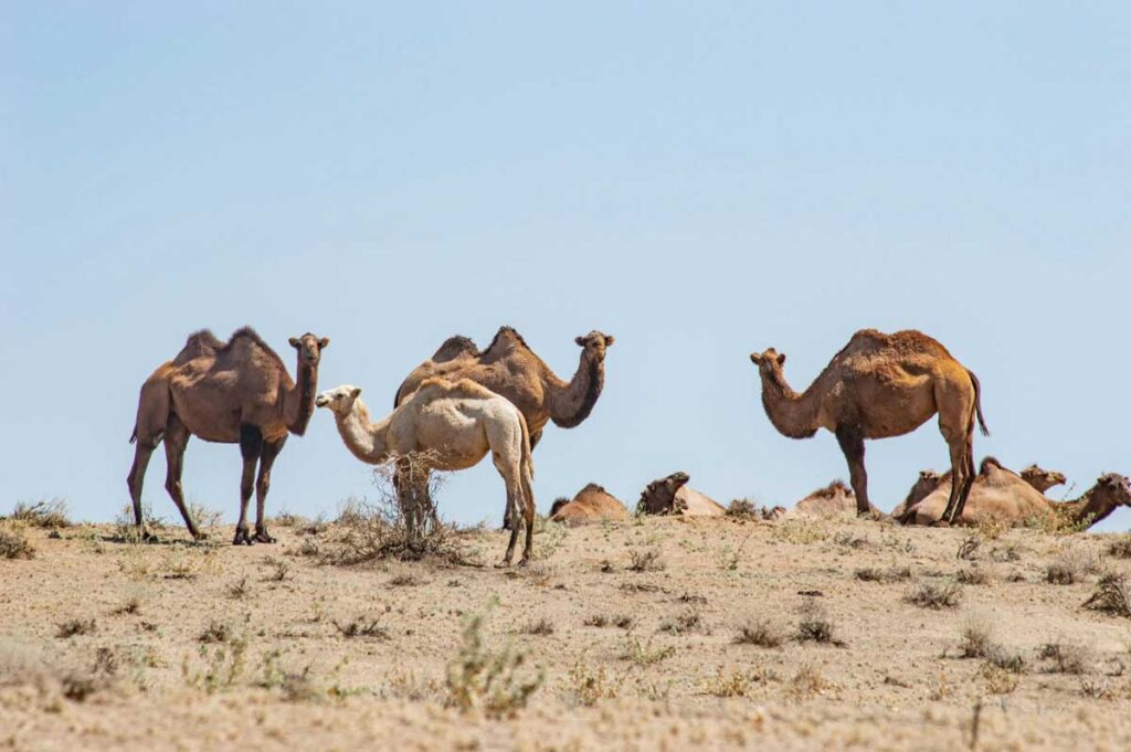Camels MERS-CoV Vaccine