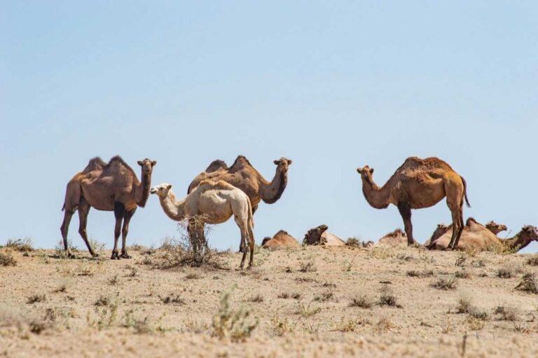 Camels MERS-CoV Vaccine