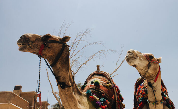 MERS Coronavirus
