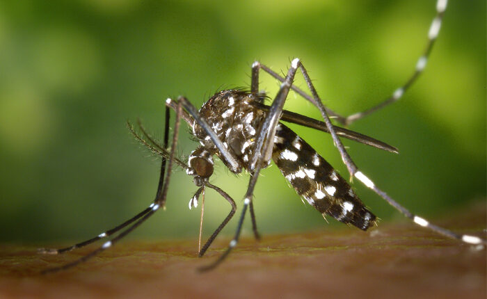 Rift Valley Fever